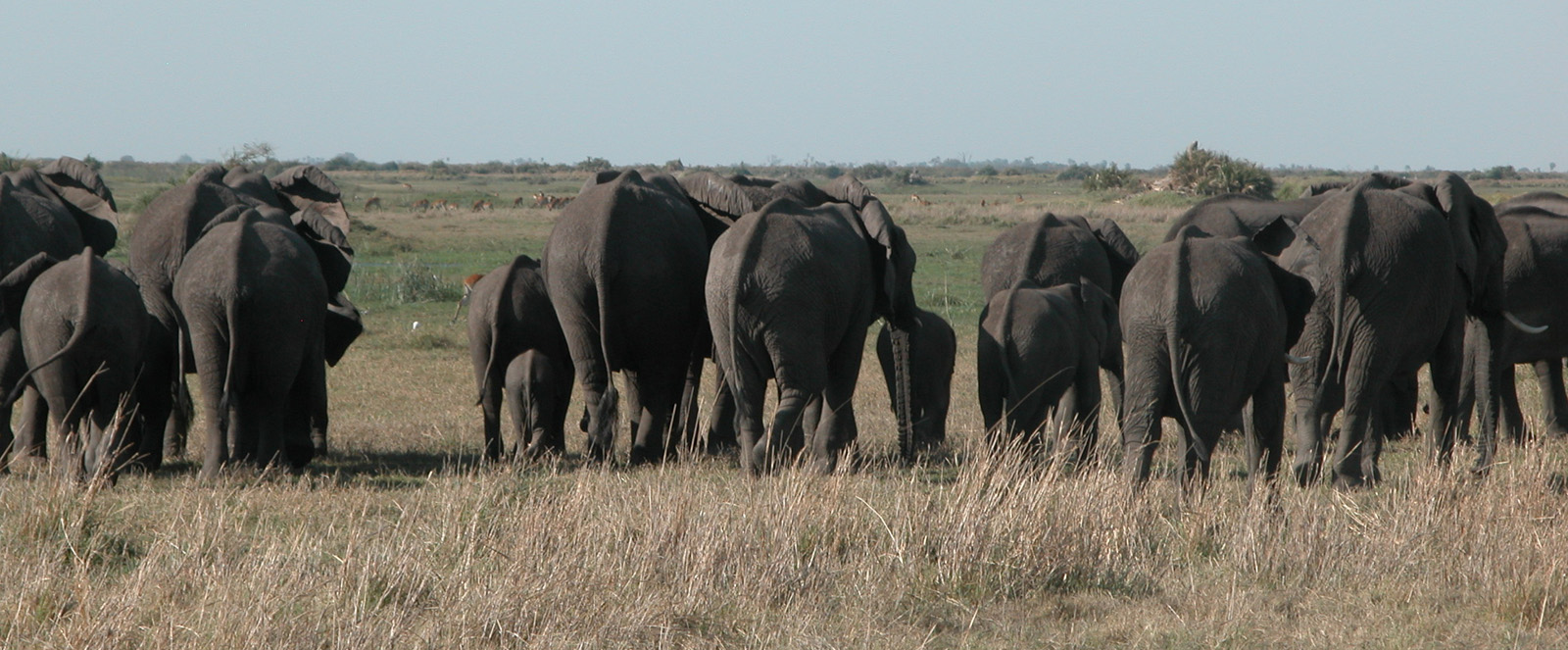 Botswana - Elefanten-Abschied
